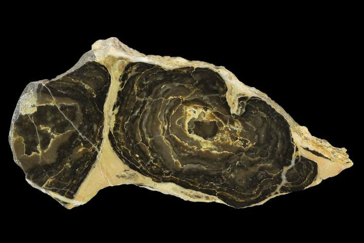 Polished Stromatolite (Acaciella) from Australia - Million Years #129167